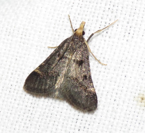 Stemmatophora brunnealis