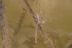 Tetragnatha