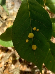 Caryomyia guttata