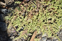 Herniaria hirsuta
