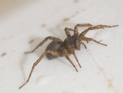 Pardosa