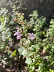 Clinopodium