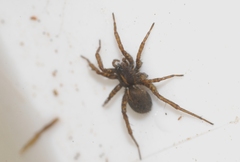Pardosa