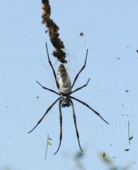 Trichonephila inaurata