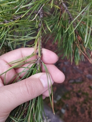 Pinus sylvestris