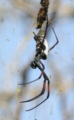 Trichonephila inaurata madagascariensis
