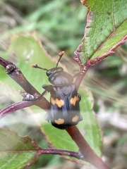 Nicrophorus orbicollis