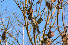 Zonotrichia capensis