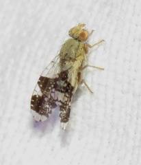 Tephritis formosa
