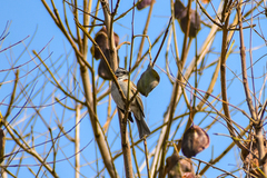 Zonotrichia capensis