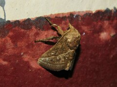 Neomocena convergens