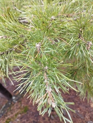 Pinus sylvestris