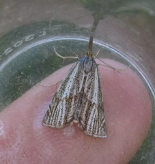 Thisanotia chrysonuchella