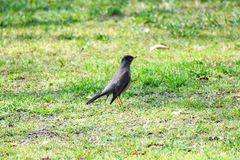 Turdus falcklandii