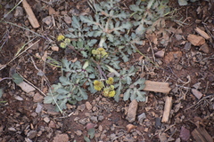 Sanicula crassicaulis