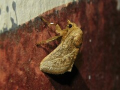 Neomocena convergens