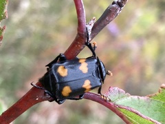 Nicrophorus orbicollis