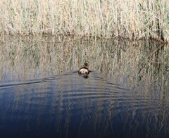 Tachybaptus ruficollis capensis