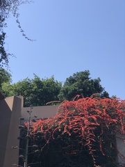 Combretum microphyllum