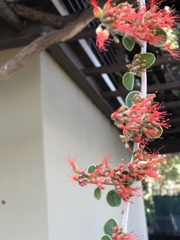 Combretum microphyllum