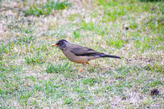 Turdus falcklandii