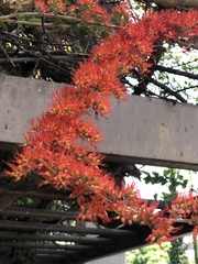 Combretum microphyllum
