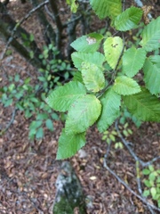 Carpinus orientalis