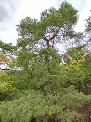 Pinus sylvestris