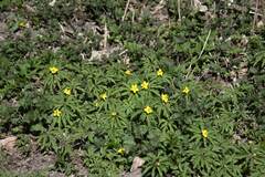 Anemonoides ranunculoides