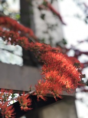 Combretum microphyllum