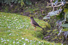 Turdus falcklandii