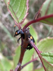 Nicrophorus orbicollis