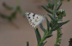 Pontia glauconome