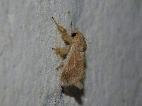 Delorhachis nigrivenosa