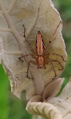 Oxyopes