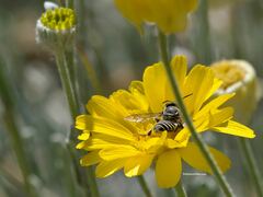 Megachile