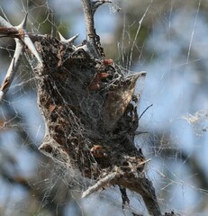 Stegodyphus dumicola