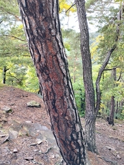 Pinus sylvestris