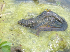 Triturus cristatus