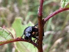 Nicrophorus orbicollis