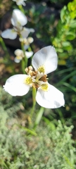 Moraea tricuspidata