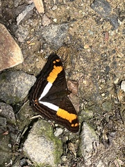 Adelpha