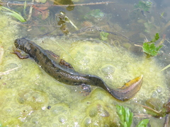 Triturus cristatus
