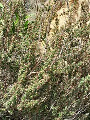 Cliffortia ruscifolia