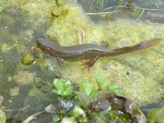 Triturus cristatus