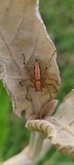 Oxyopes