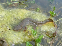 Triturus cristatus