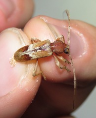 Trichoferus pallidus