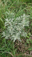 Marrubium peregrinum