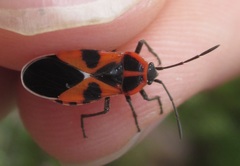 Tropidothorax leucopterus